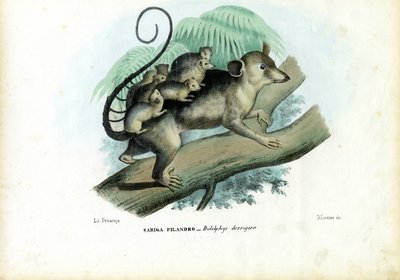 Opossum, 1863-79 da Raimundo Petraroja